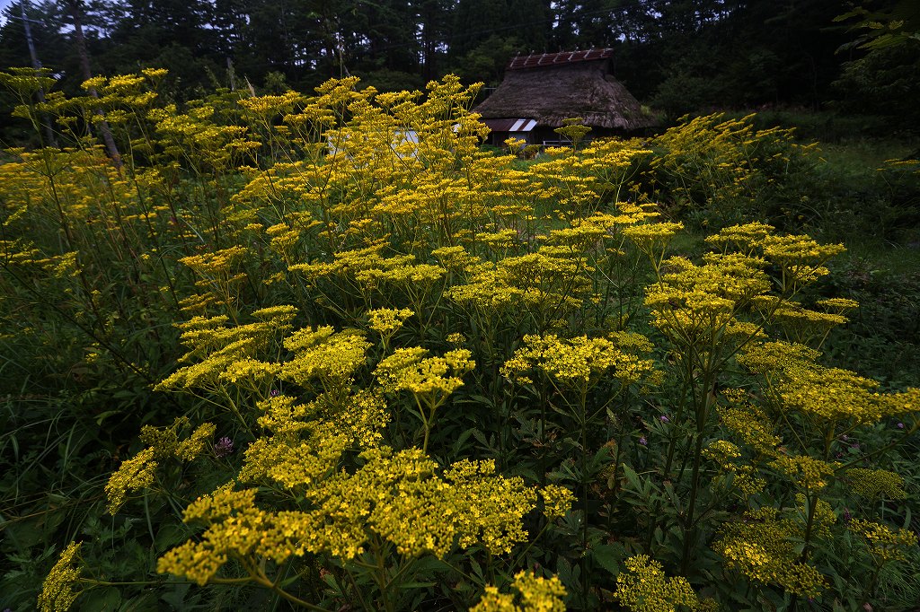 山に暮らせば_e0091879_2261027.jpg