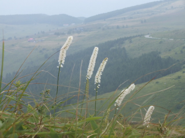 e0145782_17402299.jpg