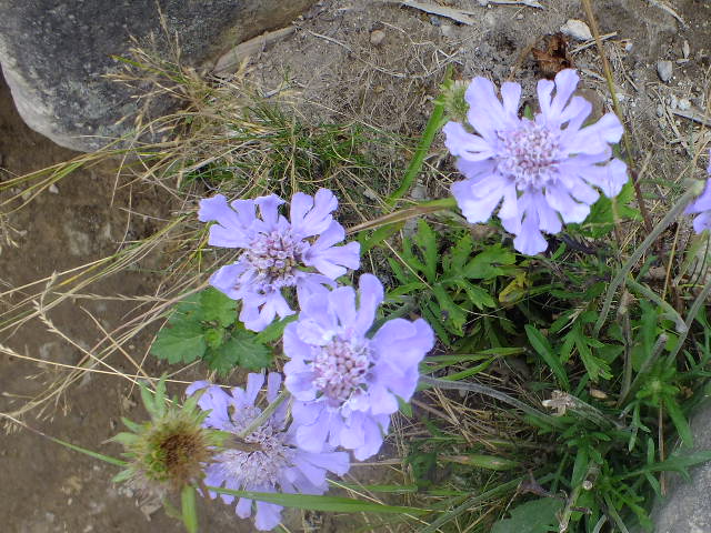 e0145782_17415718.jpg