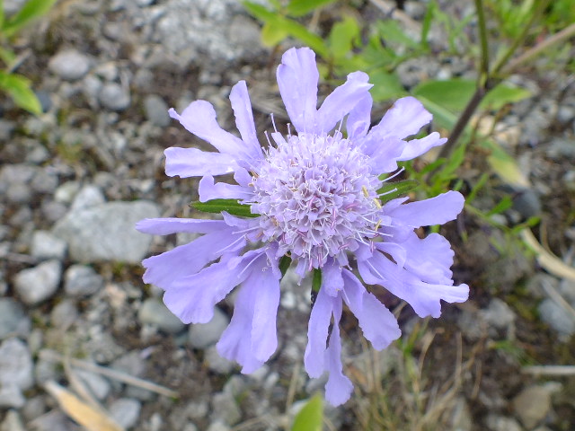 e0145782_17422672.jpg