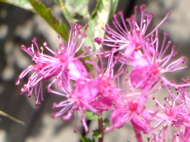 e0145782_17453259.jpg