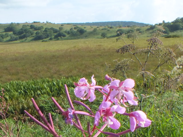 e0145782_17492490.jpg