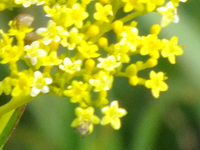 e0145782_17531881.jpg