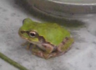 e0060483_21542721.jpg