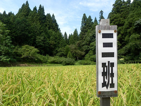 8月30日の田んぼ(月光原小・西根小)_d0247484_16242059.jpg