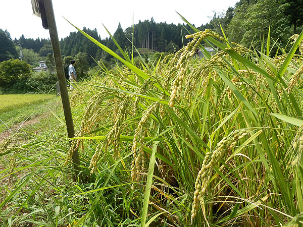 8月30日の田んぼ(月光原小・西根小)_d0247484_1628124.jpg