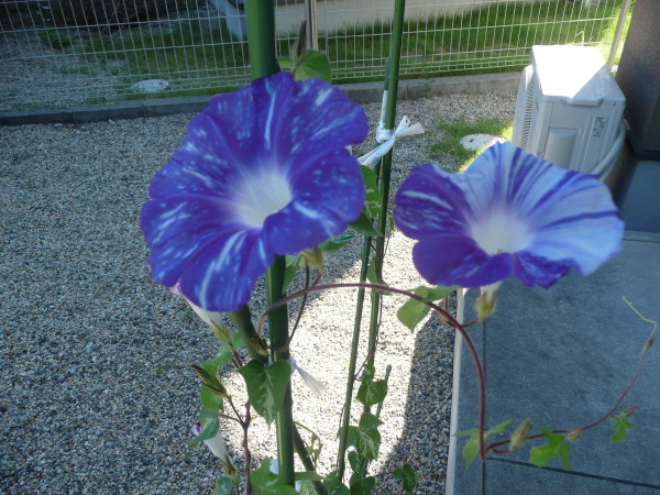夏の風物詩 その2_b0118987_11401651.jpg