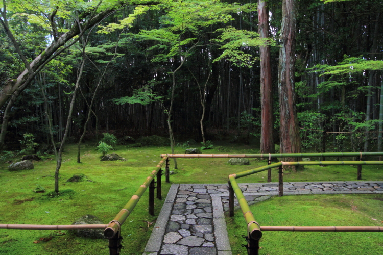 高桐院(大徳寺塔頭)_e0051888_2051061.jpg