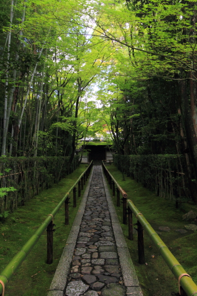高桐院(大徳寺塔頭)_e0051888_20512685.jpg