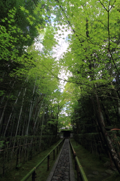高桐院(大徳寺塔頭)_e0051888_20514243.jpg