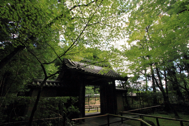 高桐院(大徳寺塔頭)_e0051888_2052076.jpg