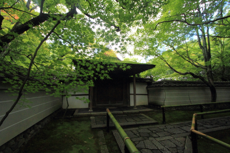 高桐院(大徳寺塔頭)_e0051888_20522065.jpg