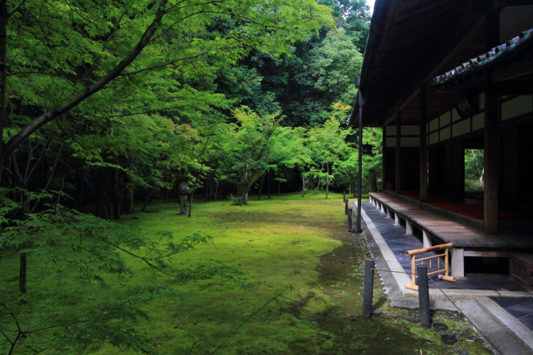 高桐院(大徳寺塔頭)_e0051888_20525481.jpg