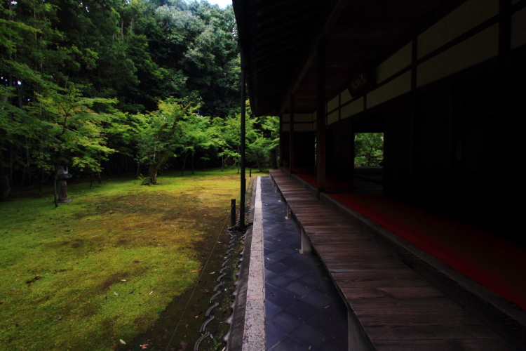 高桐院(大徳寺塔頭)_e0051888_20532624.jpg
