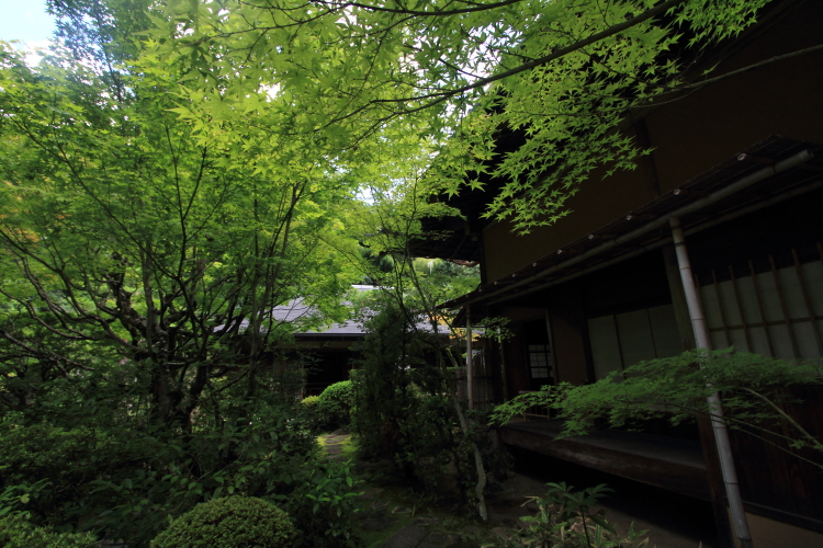 高桐院(大徳寺塔頭)_e0051888_20544841.jpg