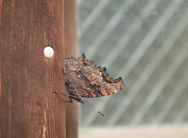 b0194593_1133681.gif