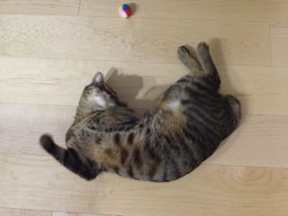 夏のねこ_a0125694_225561.jpg