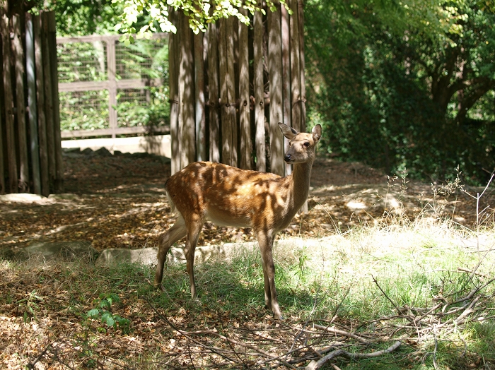 金沢動物園の新しいお友達_a0164204_13383322.jpg