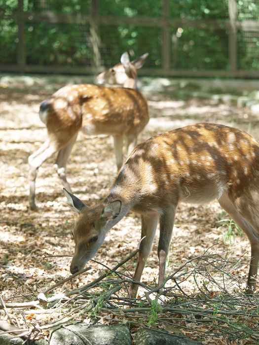 金沢動物園の新しいお友達_a0164204_13463151.jpg