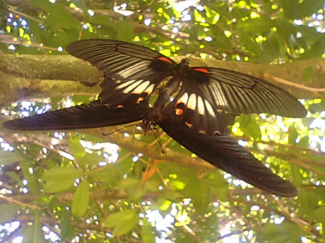 アゲハチョウの交尾…2012/8/31_f0231709_9521554.jpg