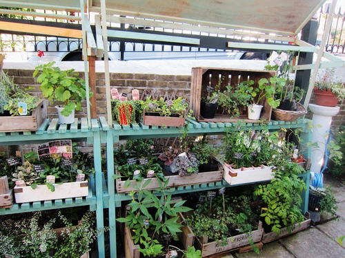 鎌倉山へ Daisy Bee の多肉でガーデニング 鎌倉山へ Daisy Bee の多肉でガーデニング