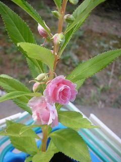 c0141011_8335015.jpg