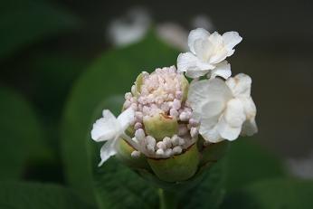 今日の庭　タマアジサイ開花_e0206820_11392095.jpg