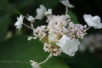 今日の庭　タマアジサイ開花_e0206820_11393534.jpg