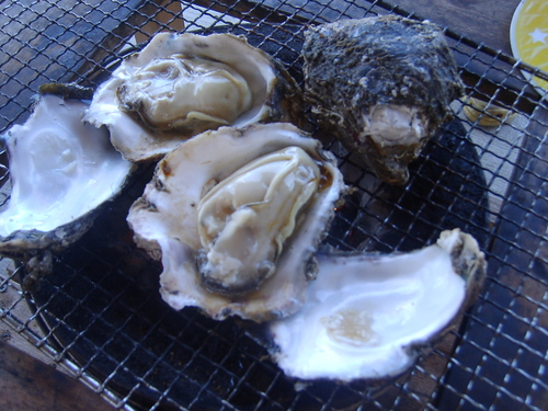 銚子の磯牡蠣のこと ちばのこと With Fslabo 銚子の磯牡蠣のこと ちばのこと With Fslabo