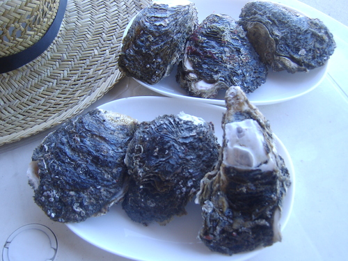 銚子の磯牡蠣のこと ちばのこと With Fslabo