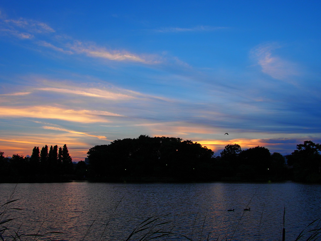 洗足池の夕焼け（2012年8月）_b0093625_013850.jpg