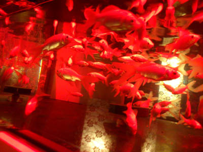 a0230928_13105377.jpg