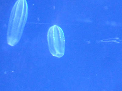 a0230928_1371230.jpg