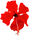 c0123031_555361.gif