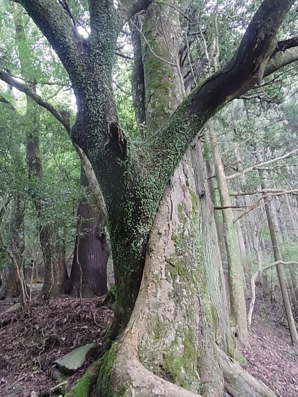 京都・鞍馬山_d0132132_12175390.jpg