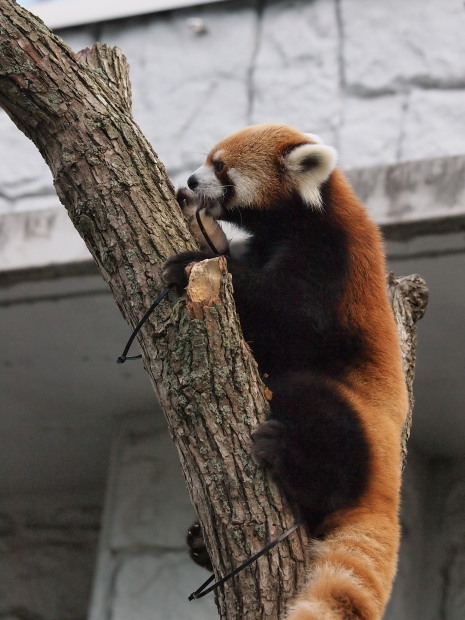 夜の動物園 10_a0149740_18295657.jpg