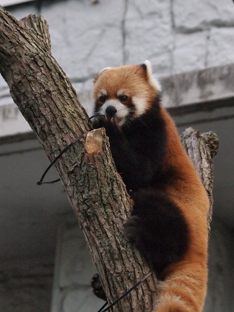 夜の動物園 10_a0149740_1830363.jpg