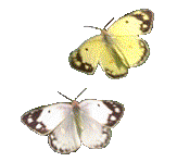 a0224746_1305311.gif