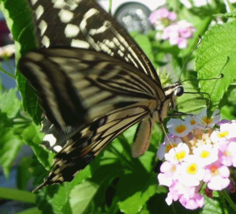 f0031546_21124517.gif