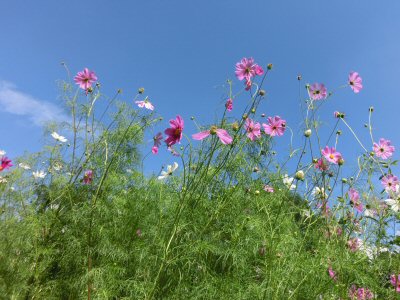 「もうひとつの棒道」ウォーク・下見_f0019247_15543943.jpg