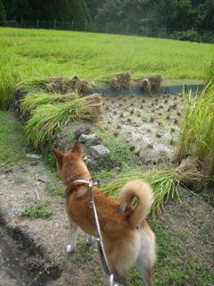 8月もおしまい（2012年稲刈り〜）_a0054948_16484415.jpg