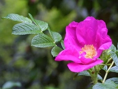 野薔薇の花