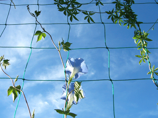 c0225153_2343223.gif