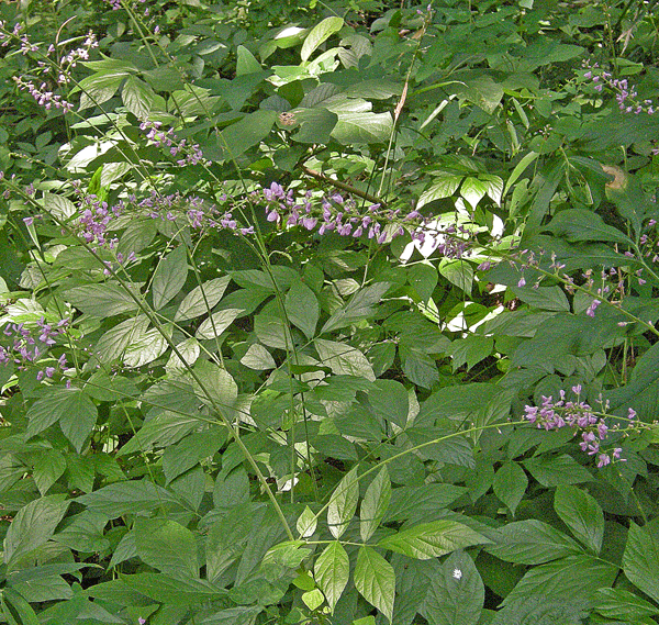 a0001354_2241534.gif