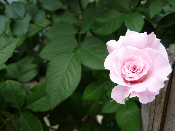 カエル君は　芋虫を食べないのね～_b0237655_21283354.jpg