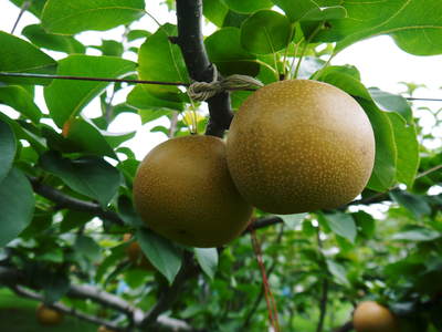 熊本梨　岩永農園　5種の梨を食べ比べ_a0254656_17243471.jpg