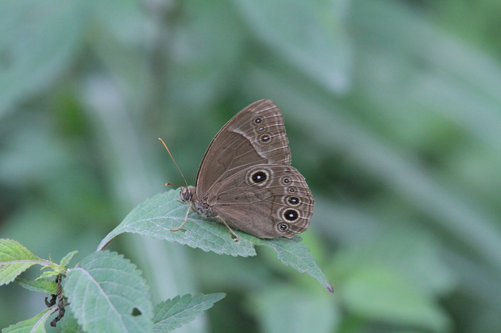 クロヒカゲモドキ　　まだまだ元気に活動中。　　2012.8.26栃木県①_a0146869_4283183.jpg