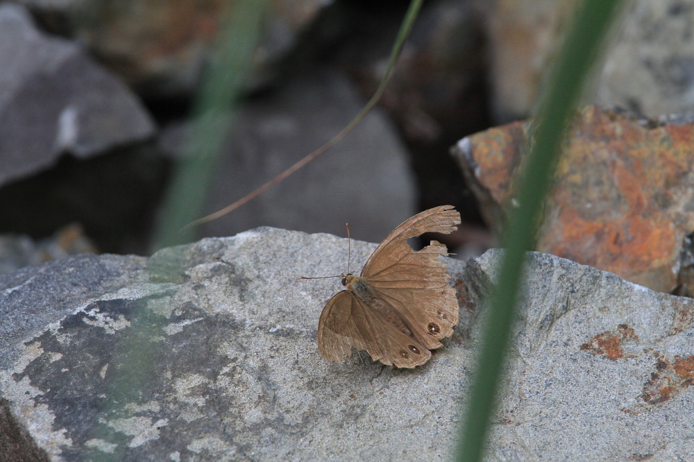 クロヒカゲモドキ　　まだまだ元気に活動中。　　2012.8.26栃木県①_a0146869_51092.jpg