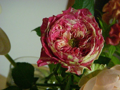 b0111970_15425665.jpg
