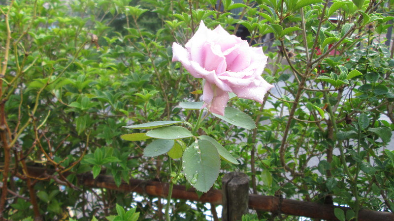 今日の庭で、薄紫色のバラが咲きました。_d0159273_6583795.jpg